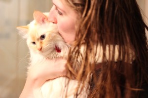 white rag doll kitten