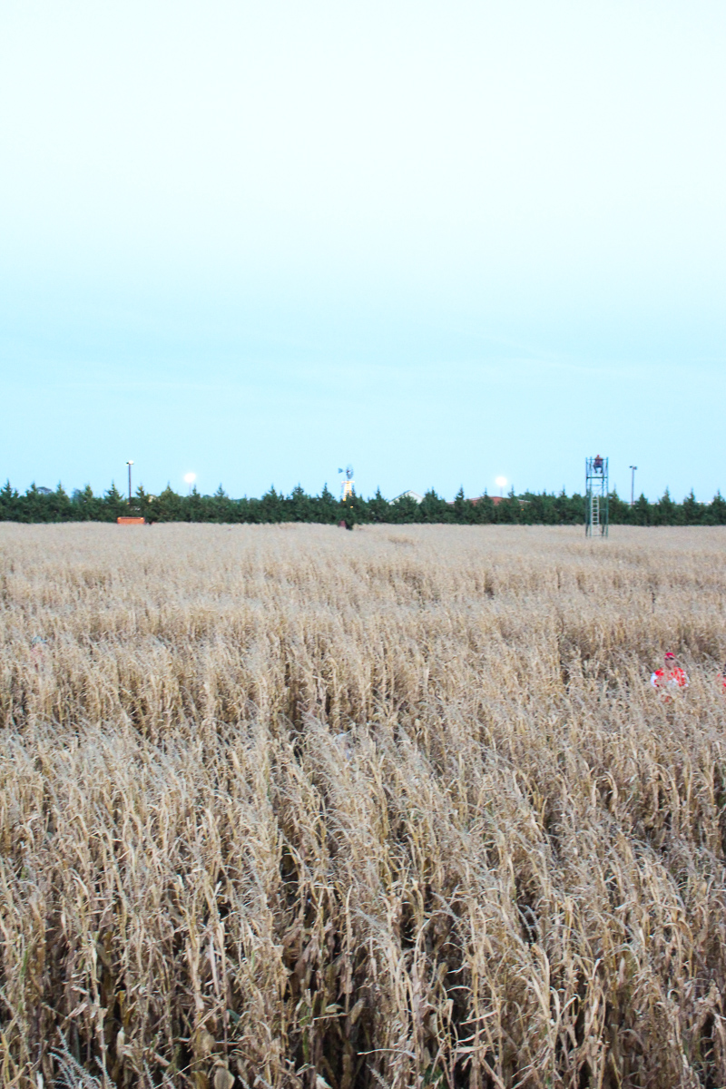 Corn Maize Date Night OOTN | AMS Blog