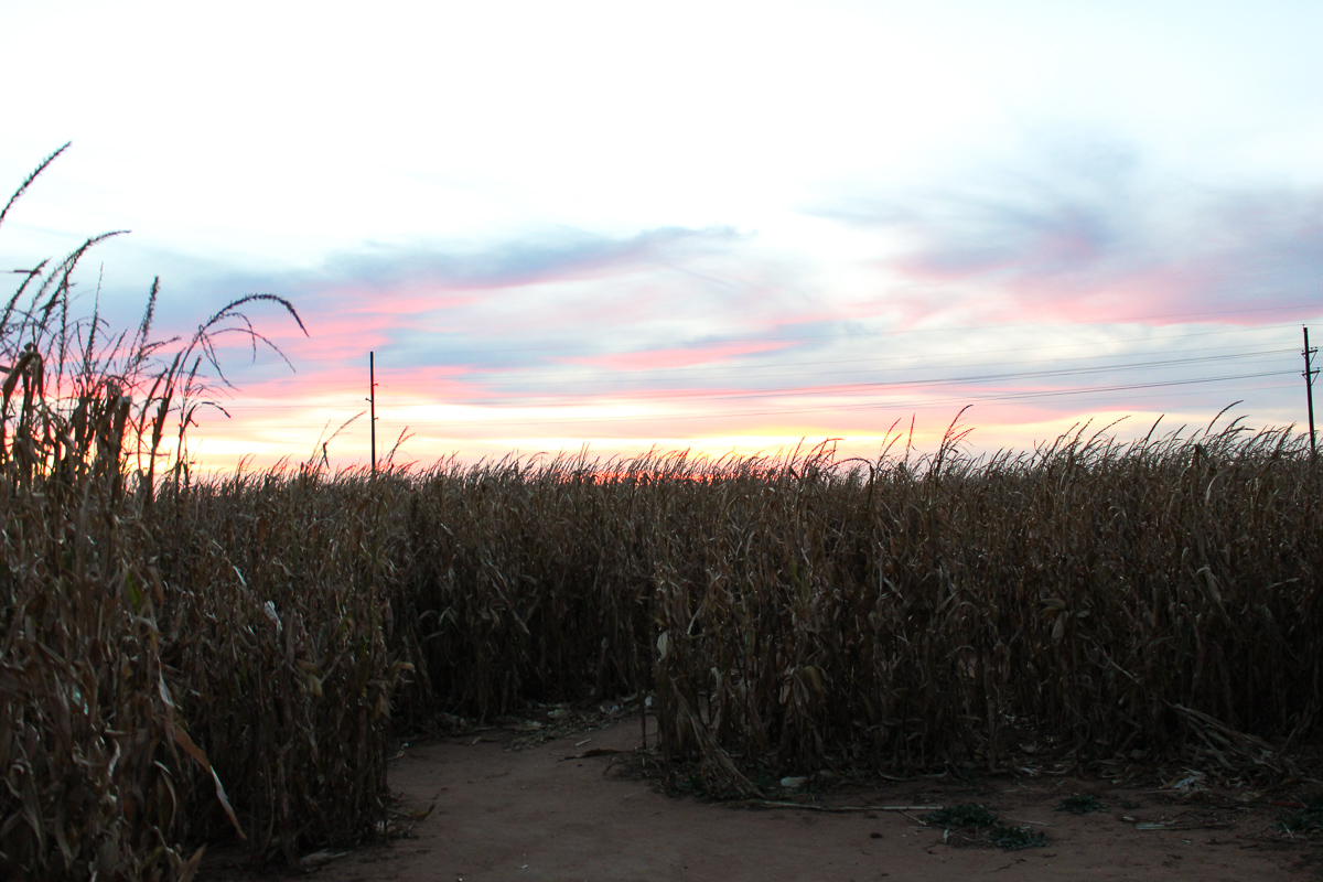 Corn Maize Date Night OOTN | AMS Blog